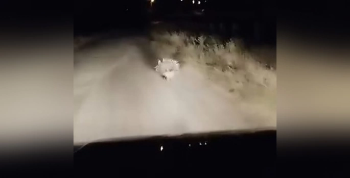 Elazığ'da kırmızı listedeki oklu kirpi görüntülendi