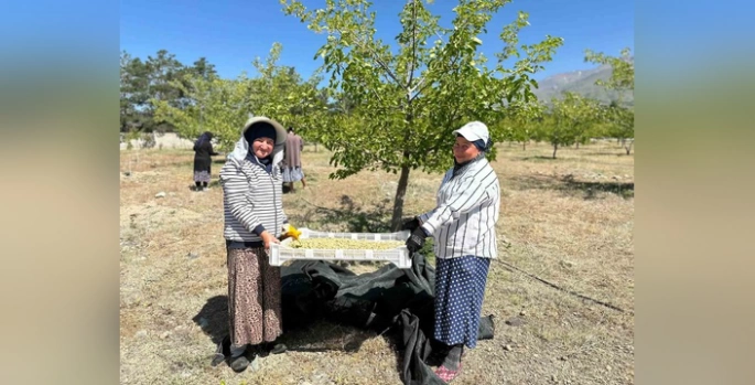 Üzümlü'de dut hasadı başladı: 40 dekarlık bahçede kadınlar çalışıyor