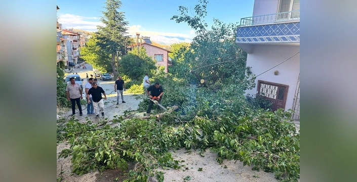 arapgir'de fırtına: meyve ağaçları devrildi
