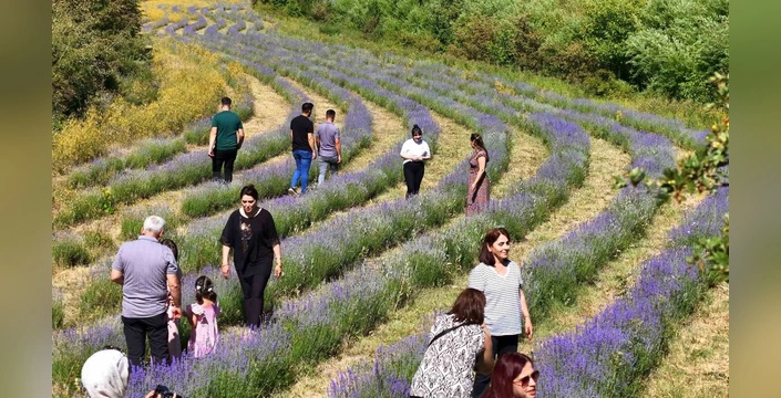 Erzincan'ın mor lavanta bahçesi turistlerin yeni gözdesi
