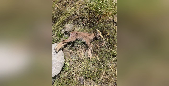 İspir'de Yaban Keçileri Tehlikede: Sahipsiz Köpek Saldırıları