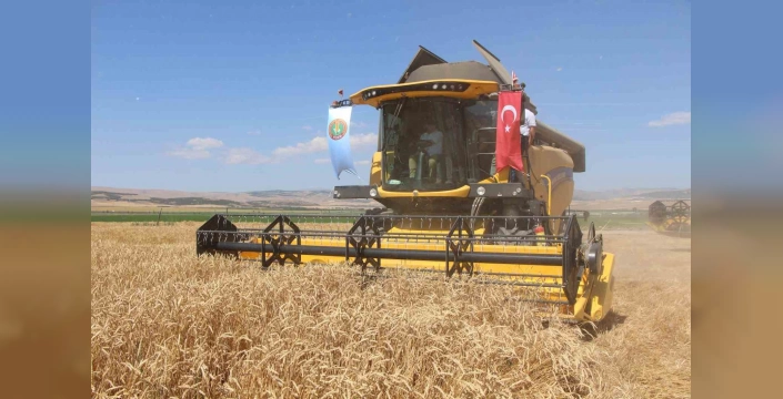 Amasya'da 4 bin ton sertifikalı tohumluk buğday hasadı
