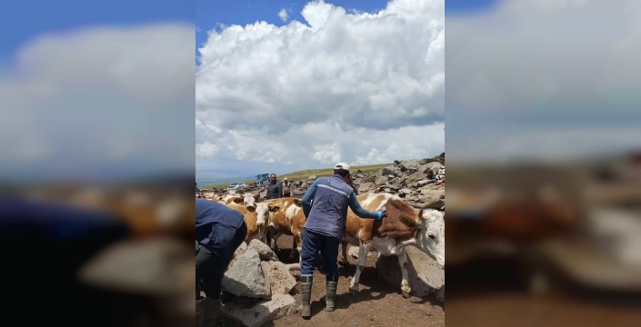 Ardahan'da Şap Hastalığı Tehlikesi: 45 Köy ve Mahallede Karantina