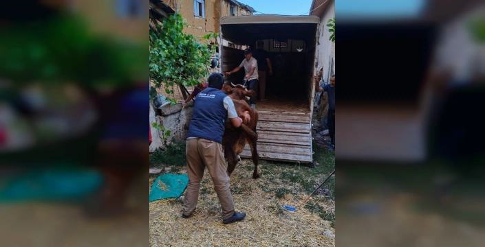 Bilecik'te orman yangını sonrası destek çalışmaları sürüyor: Hayvanlar güvenli alanlara taşındı