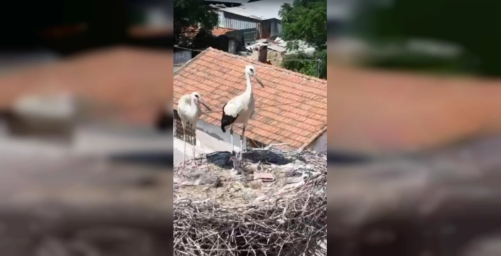 Çiğli'de mahsur kalan leylek yavrusu kurtarıldı