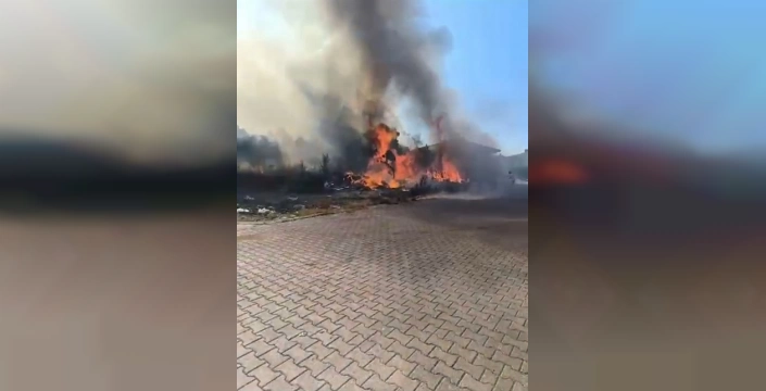 Çınarcık'ta zeytinlik yandı