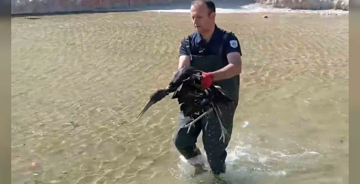 Darende'de yaralı leylek kurtarıldı