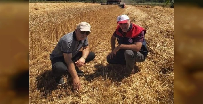 Düzce'de hasat sezonu devam ediyor