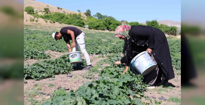 Elazığ'da organik salatalık üretimi: 14 yıldır tarladan müşteriye