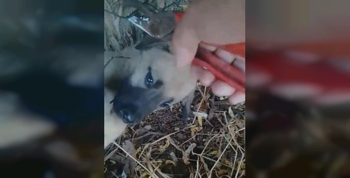 Elazığ'da yürek ısıtan kurtarma: Tel örgülere sıkışan yavru köpek kurtarıldı