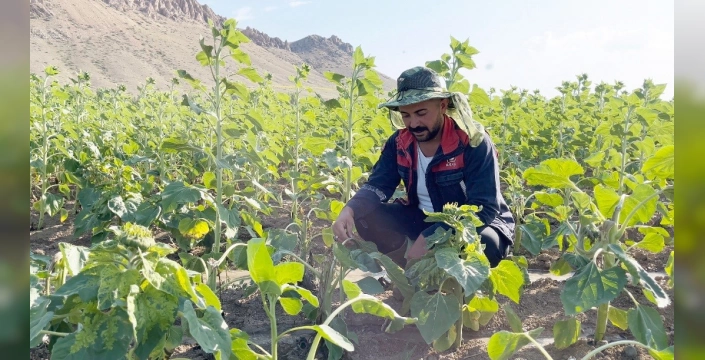 Erzincan Çayırlı'da ayı istilası: Ayçiçeği tarlaları talan edildi