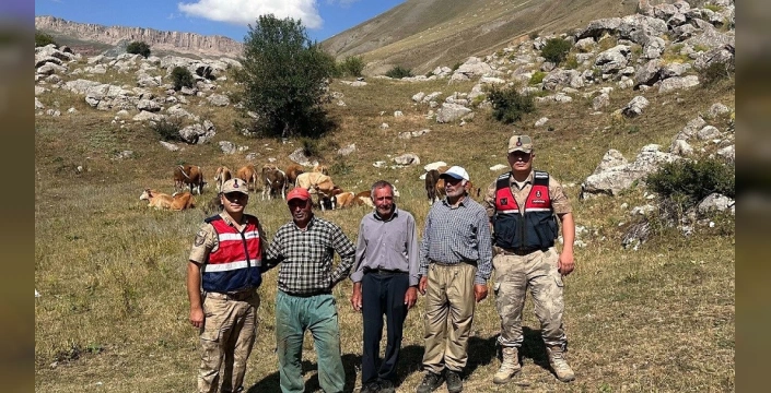 Erzincan'da kayıp 17 büyükbaş hayvan bulundu: Jandarma'nın başarılı operasyonu