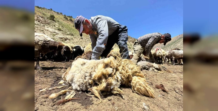 Erzincan'da koyun kırkımı başladı: Sıcak havalar hayvancılığı etkiliyor