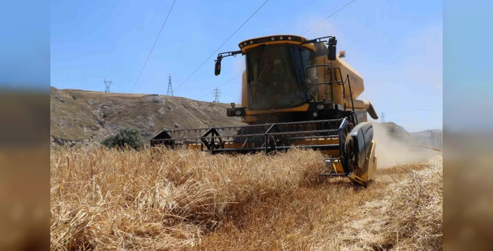 Erzincan'da rekor hasat: Buğday ve arpa tarlaları bereket saçıyor