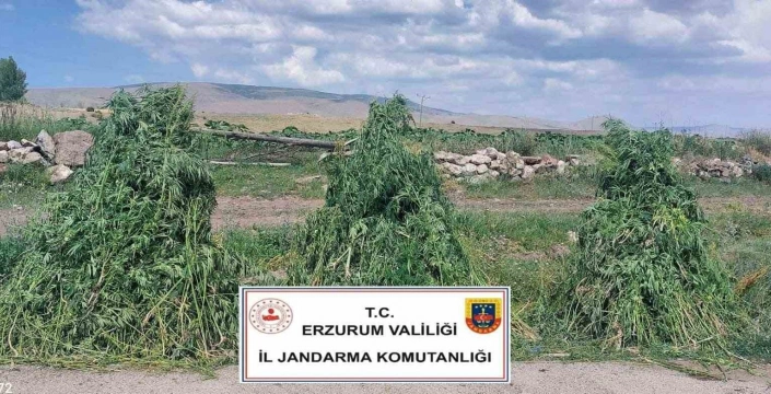 Erzurum'da Büyük Başarı: 401 Bin Kenevir Bitkisi İmha Edildi
