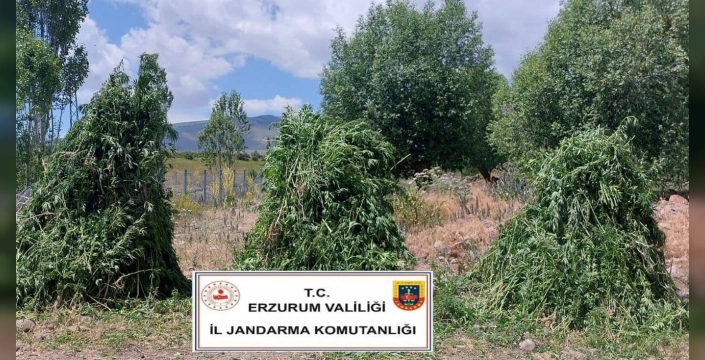 Erzurum'da büyük uyuşturucu operasyonu: 625 bin kök kenevir imha edildi