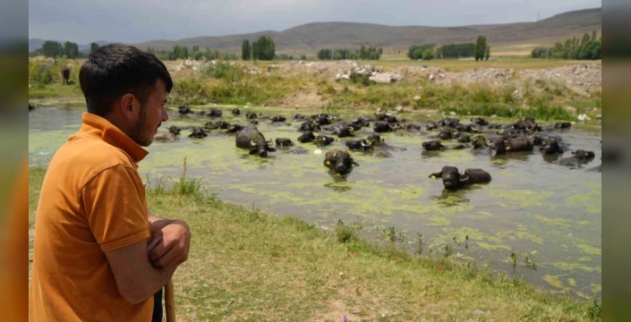 Erzurum'da manda banyosu: Serengeti'yi aratmıyor
