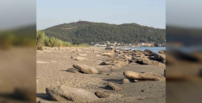 Gazipaşa'da Caretta Caretta Yuvaları Tehlikede: Köpekler, Araçlar ve Atlar Yavruları Tehdit Ediyor