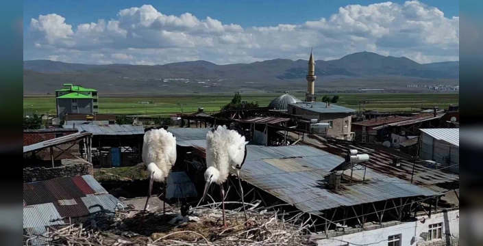 Güzelova'da leylek yuvaları: göçmen kuşlar için ideal yaşam alanı