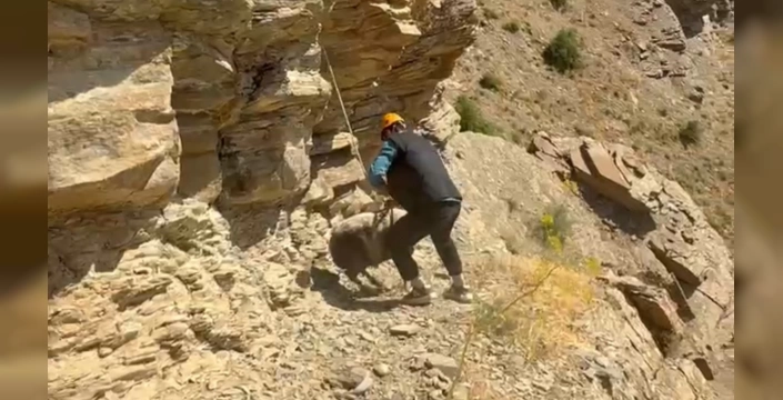 Hakkari'de 7 koyun kurtarıldı