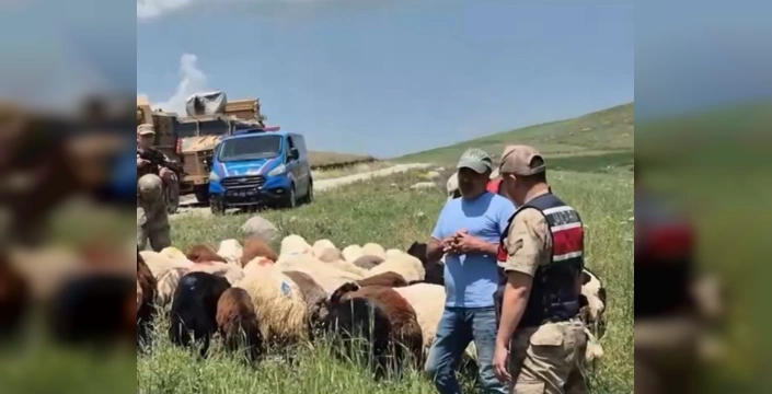 Kars'ta kayıp 65 küçükbaş hayvan bulundu: Jandarma'nın özverili çalışmasıyla sahiplerine kavuştular