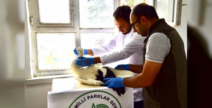 Malatya'da yaralı leylek yavrusu tedavi altında
