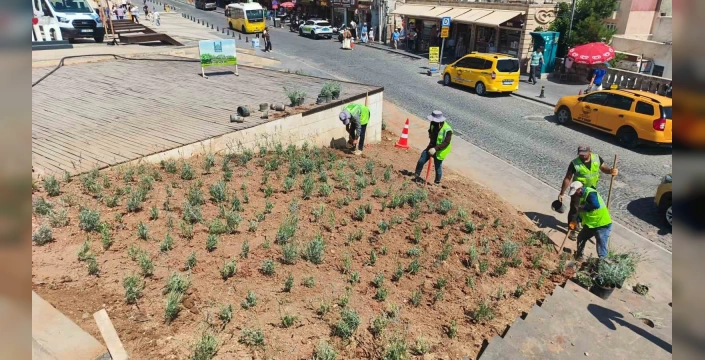 Mardin'de lavanta güzelliği: Şehir merkezine doğal bir dokunuş