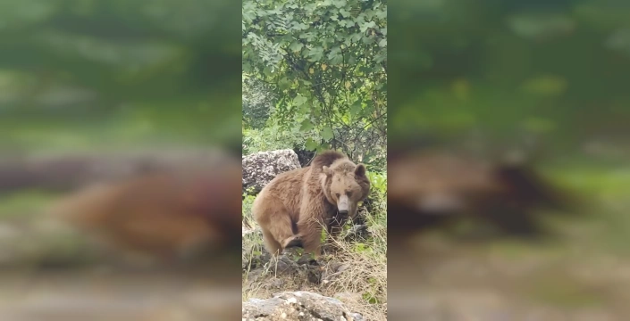 Munzur Vadisi'nde yaşam mücadelesi: Dağ keçileri ve ayı ailesinin etkileyici görüntüleri