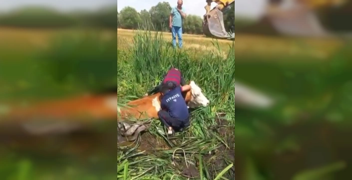 Muş'ta bataklığa saplanan iki büyükbaş hayvan kurtarıldı