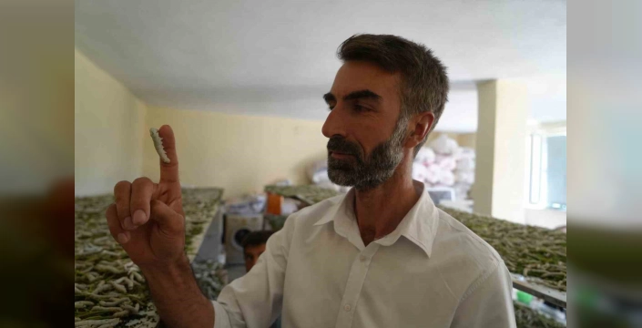 Muş'ta ipek böceği yetiştiriciliği çiftçilere binlerce lira kazandırdı