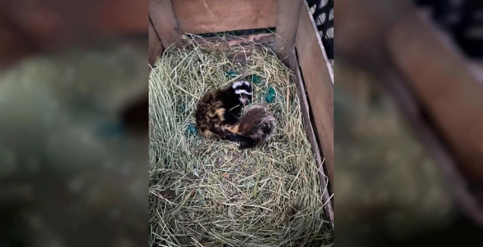 Muş'ta nesli tükenmekte olan alaca sansar görüntülendi