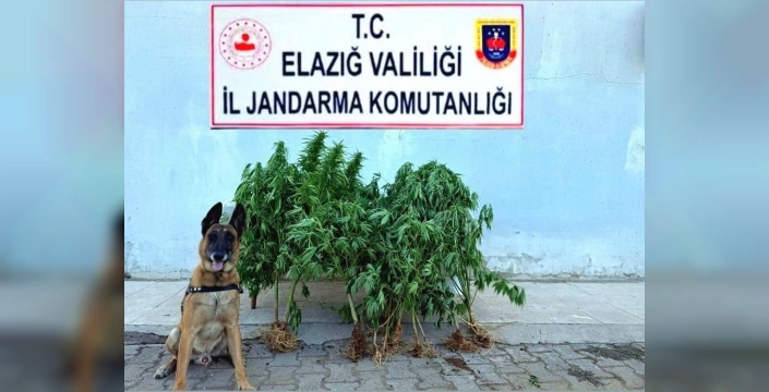 Palu'da uyuşturucu operasyonu: 40 kök kenevir ve esrar ele geçirildi