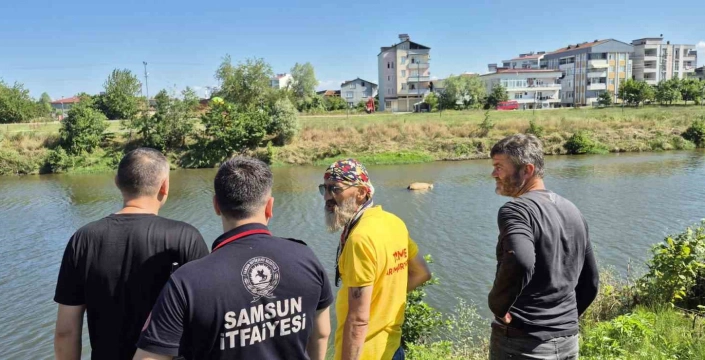 Samsun'da üzücü olay: Irmağa düşen büyükbaş hayvan telef oldu