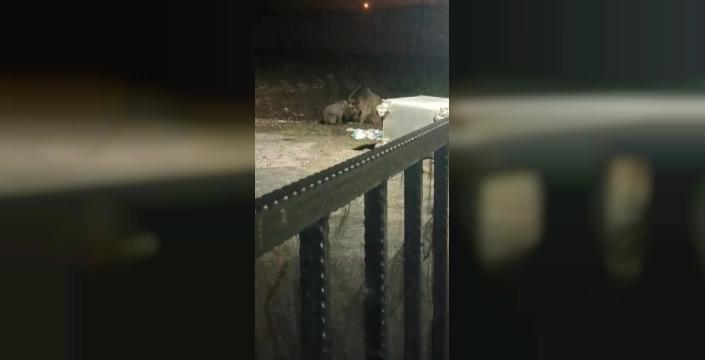 Sarıkamış'ta ayılar ilçe merkezine indi: Anne ayı balkona doğru koştu