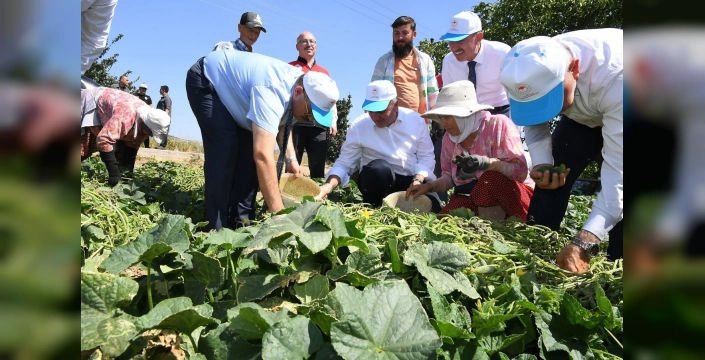 Sındırgı kornişonu hasadı: Bölge ekonomisine katkı sağlıyor