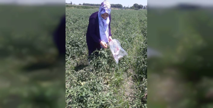 Söke'de domates hasadı başladı: Pestisit kontrolü için numune alımı