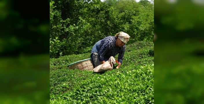 Türkiye'nin çay ihracatı ilk yarıda yükseldi