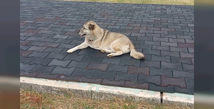üç ayaklı köpek sahil yürüyüşünde