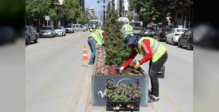 Van'da 250 bin mevsimlik çiçek dikimi: Şehir renkleniyor