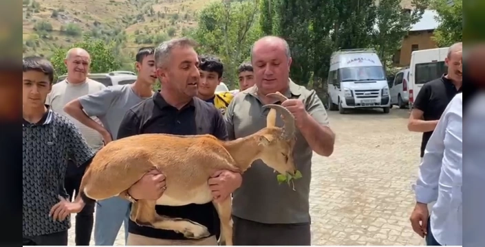 Van'da bitkin halde bulunan dağ keçisi tedavi altına alındı