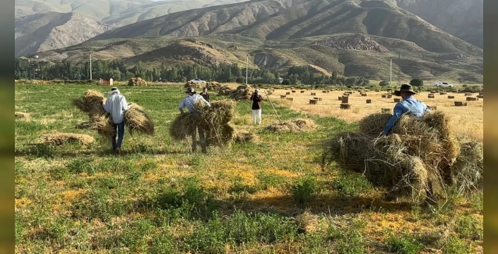 Yüksekova'da çiftçiler sıcakta ot biçiyor