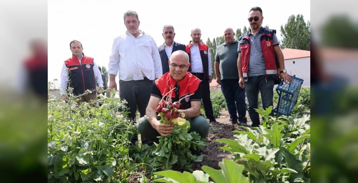 Ağrı'da rekor sebze hasadı: 14 bin ton hedefleniyor