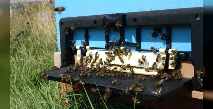 Ardahan'da bal hasat sezonu başladı: 700 ton üretim bekleniyor