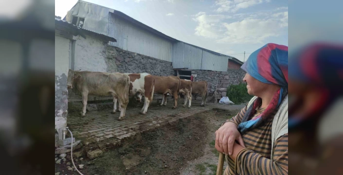 Ardahan'da şap hastalığı ekonomiyi vurdu: Üreticiler zarardan kurtarılmalı