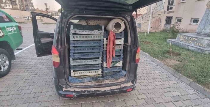 Doğubayazıt'ta 240 kilogram kaçak kurbağa ele geçirildi