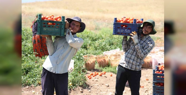 Elazığ'da domates hasadı sürüyor: 8 liraya tarladan alın