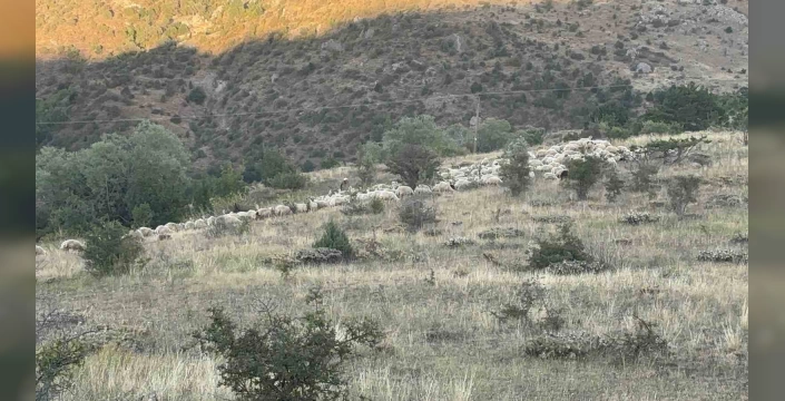Erzincan'da ayı ve kurt saldırısı: 25 kuzu telef, 35 kuzu kayıp
