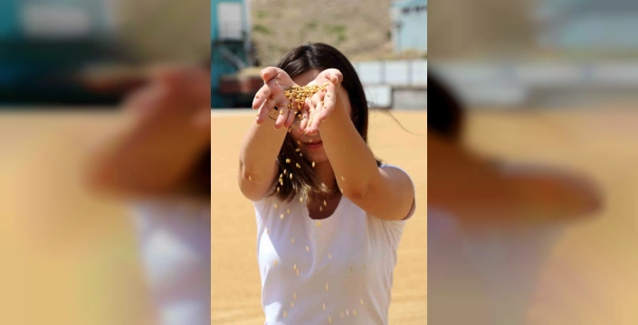 Erzincan’da geleneksel buğday hasadı: Kışlık un ve bulgur hazırlıkları sürüyor