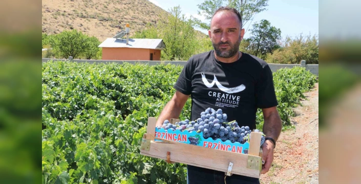 Erzincan'ın Üzümlü ilçesinde Cimin üzümü hasadı başladı