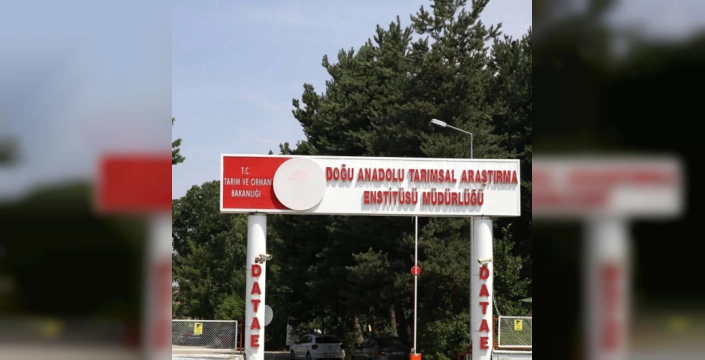 Erzurum'da yeni yerli patates çeşitleri tescillendi